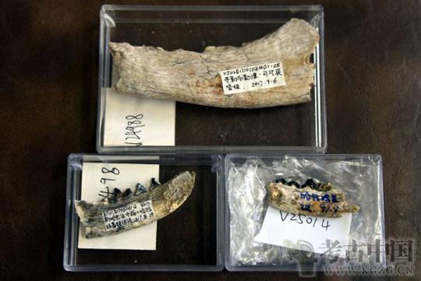 中国首次发现刃貂化石 新种白虎刃貂距今约1600万年
